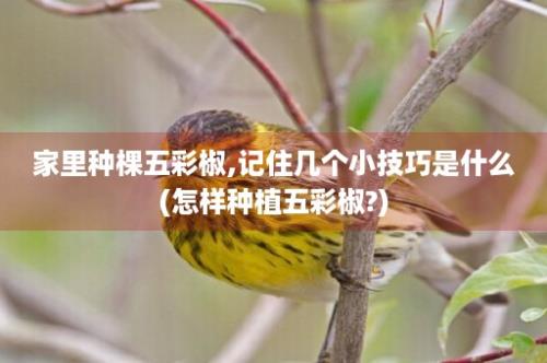 家里种棵五彩椒,记住几个小技巧是什么(怎样种植五彩椒?)