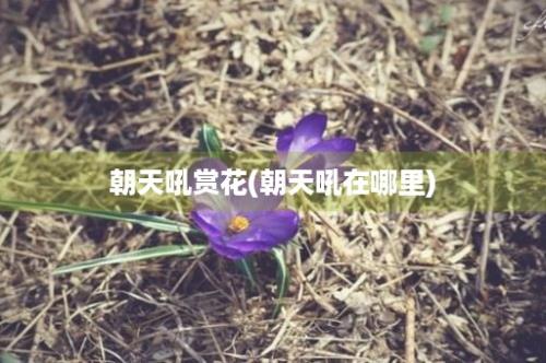 朝天吼赏花(朝天吼在哪里)