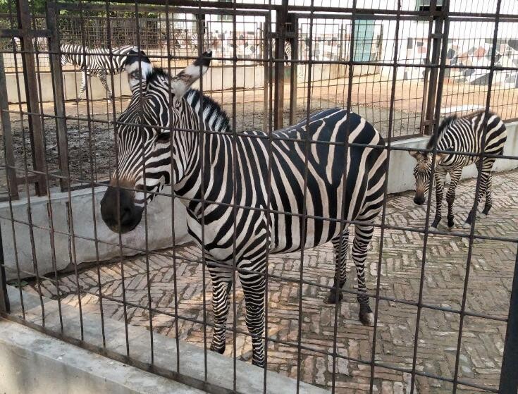 保定动物园门票多少钱一张