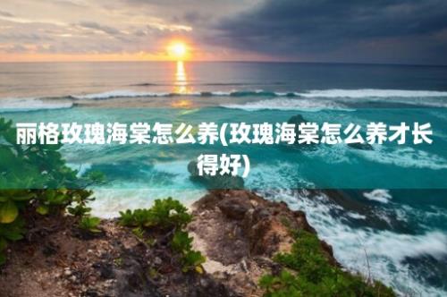 丽格玫瑰海棠怎么养(玫瑰海棠怎么养才长得好)