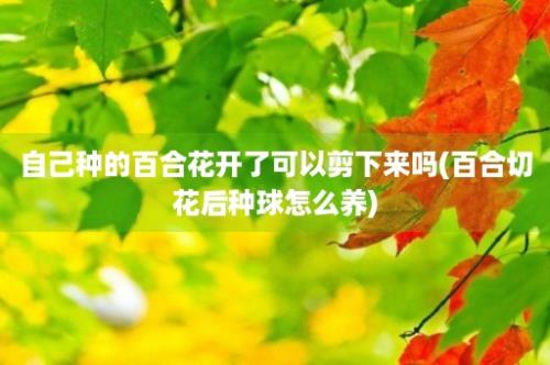 自己种的百合花开了可以剪下来吗(百合切花后种球怎么养)