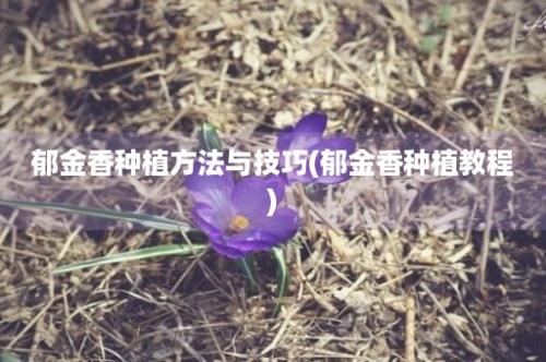 郁金香种植方法与技巧(郁金香种植教程)