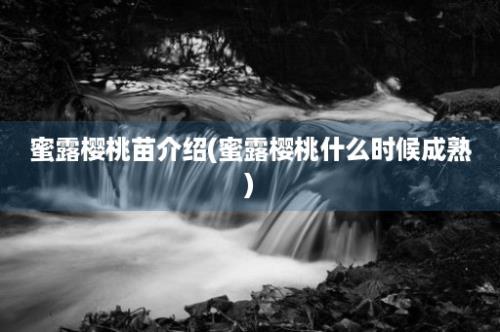 蜜露樱桃苗介绍(蜜露樱桃什么时候成熟)