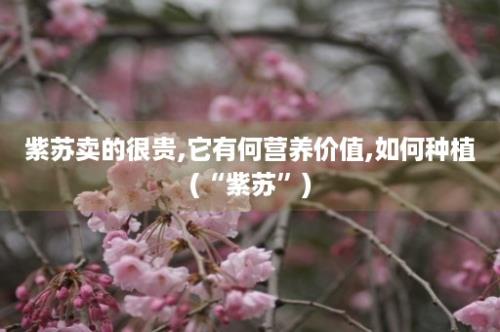 紫苏卖的很贵,它有何营养价值,如何种植(“紫苏”)