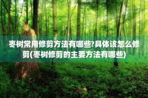 枣树常用修剪方法有哪些?具体该怎么修剪(枣树修剪的主要方法有哪些)