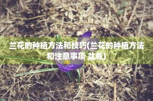 兰花的种植方法和技巧(兰花的种植方法和注意事项 盆栽)