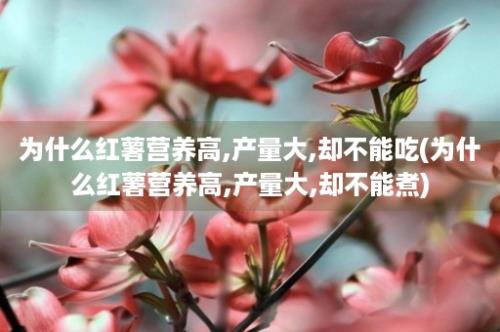 为什么红薯营养高,产量大,却不能吃(为什么红薯营养高,产量大,却不能煮)