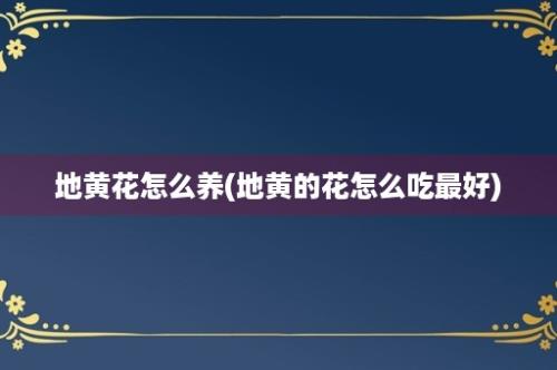 地黄花怎么养(地黄的花怎么吃最好)