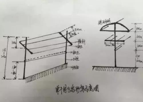 怎样的葡萄架式最好、产量最高、好管理？看看这5种