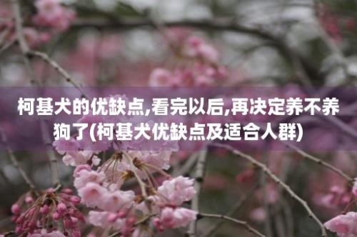 柯基犬的优缺点,看完以后,再决定养不养狗了(柯基犬优缺点及适合人群)