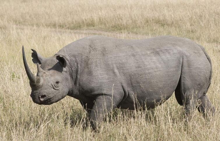 灰犀牛事件是什么意思
