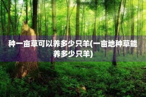 种一亩草可以养多少只羊(一亩地种草能养多少只羊)