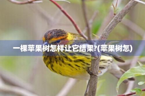 一棵苹果树怎样让它结果?(苹果树怎)