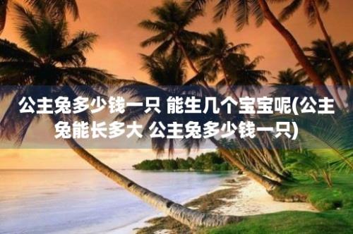 公主兔多少钱一只 能生几个宝宝呢(公主兔能长多大 公主兔多少钱一只)