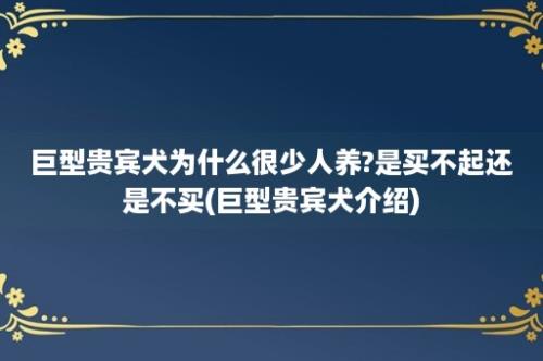 巨型贵宾犬为什么很少人养?是买不起还是不买(巨型贵宾犬介绍)