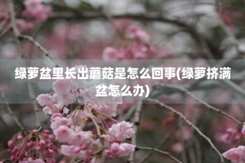 绿萝盆里长出蘑菇是怎么回事(绿萝挤满盆怎么办)