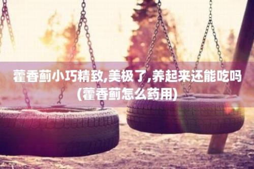 藿香蓟小巧精致,美极了,养起来还能吃吗(藿香蓟怎么药用)