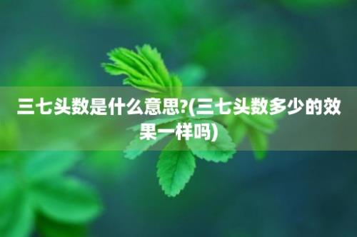 三七头数是什么意思?(三七头数多少的效果一样吗)