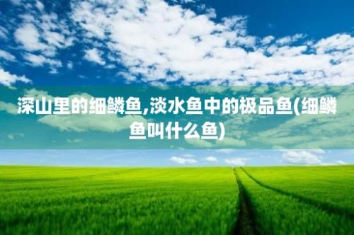 深山里的细鳞鱼,淡水鱼中的极品鱼(细鳞鱼叫什么鱼)