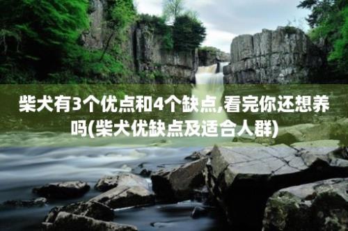 柴犬有3个优点和4个缺点,看完你还想养吗(柴犬优缺点及适合人群)