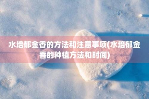 水培郁金香的方法和注意事项(水培郁金香的种植方法和时间)