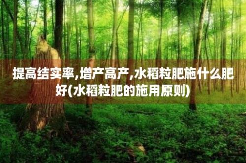 提高结实率,增产高产,水稻粒肥施什么肥好(水稻粒肥的施用原则)