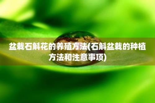 盆栽石斛花的养殖方法(石斛盆栽的种植方法和注意事项)