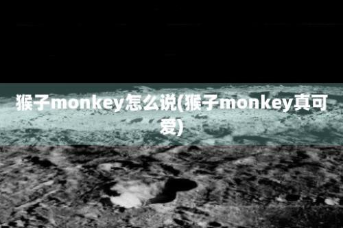 猴子monkey怎么说(猴子monkey真可爱)