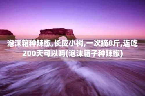 泡沫箱种辣椒,长成小树,一次摘8斤,连吃200天可以吗(泡沫箱子种辣椒)