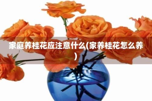 家庭养桂花应注意什么(家养桂花怎么养)