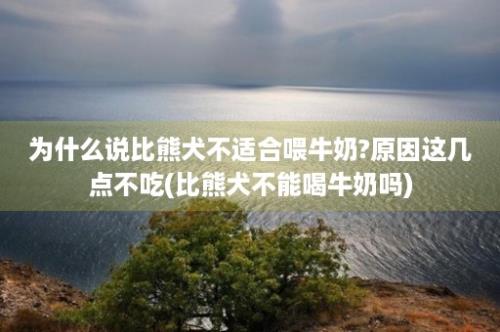 为什么说比熊犬不适合喂牛奶?原因这几点不吃(比熊犬不能喝牛奶吗)