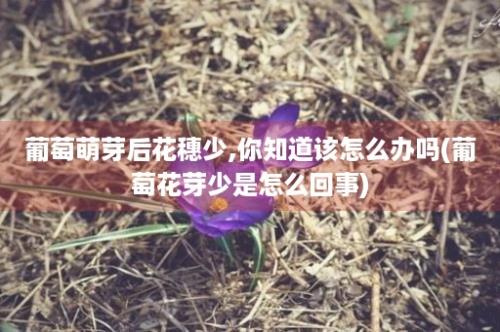 葡萄萌芽后花穗少,你知道该怎么办吗(葡萄花芽少是怎么回事)