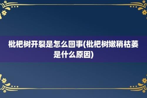 枇杷树开裂是怎么回事(枇杷树嫩稍枯萎是什么原因)