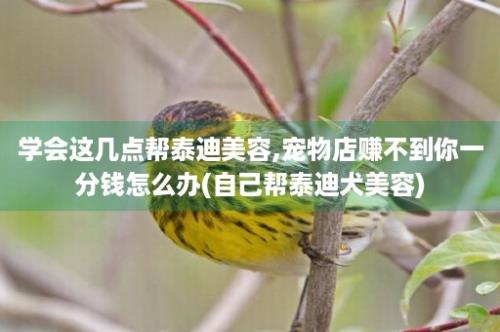 学会这几点帮泰迪美容,宠物店赚不到你一分钱怎么办(自己帮泰迪犬美容)