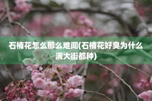 石楠花怎么那么难闻(石楠花好臭为什么满大街都种)