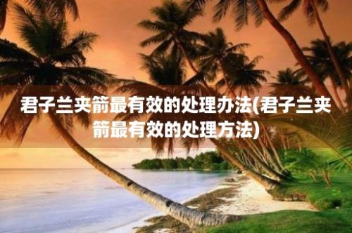 君子兰夹箭最有效的处理办法(君子兰夹箭最有效的处理方法)