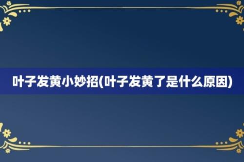 叶子发黄小妙招(叶子发黄了是什么原因)