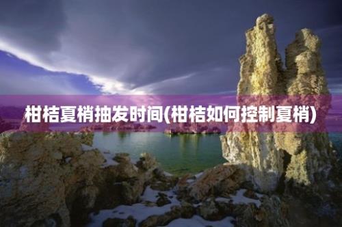 柑桔夏梢抽发时间(柑桔如何控制夏梢)