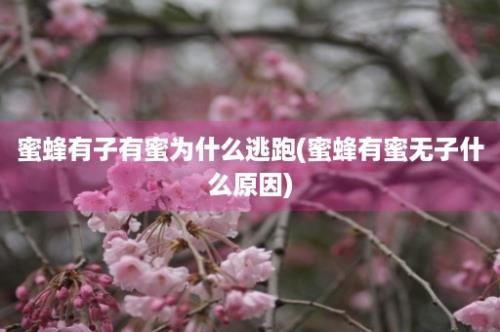 蜜蜂有子有蜜为什么逃跑(蜜蜂有蜜无子什么原因)