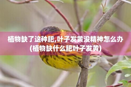 植物缺了这种肥,叶子发黄没精神怎么办(植物缺什么肥叶子发黄)