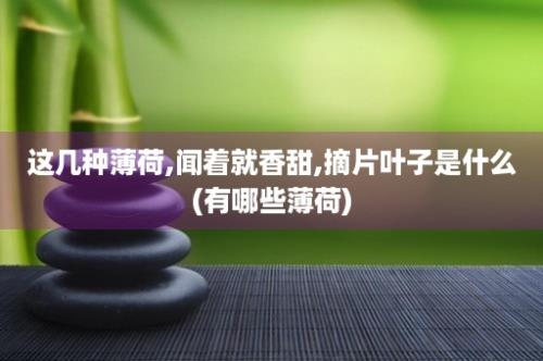 这几种薄荷,闻着就香甜,摘片叶子是什么(有哪些薄荷)