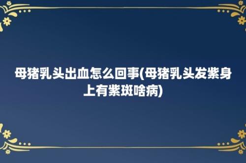 母猪乳头出血怎么回事(母猪乳头发紫身上有紫斑啥病)