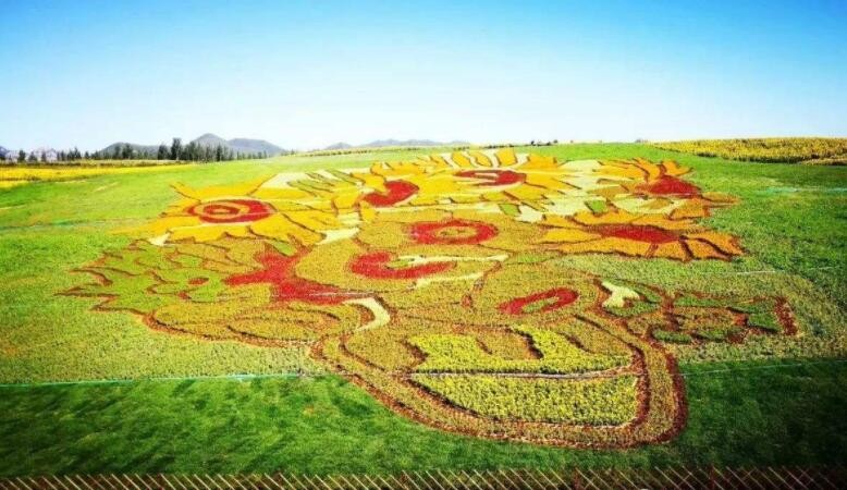 秦皇岛2019花海