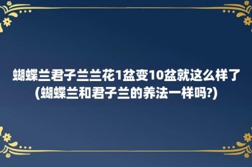 蝴蝶兰君子兰兰花1盆变10盆就这么样了(蝴蝶兰和君子兰的养法一样吗?)