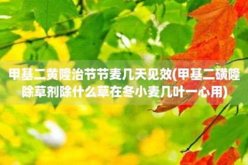 甲基二黄隆治节节麦几天见效(甲基二磺隆除草剂除什么草在冬小麦几叶一心用)