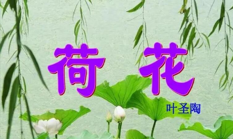 《荷花》的原文是什么