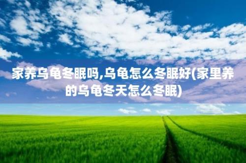 家养乌龟冬眠吗,乌龟怎么冬眠好(家里养的乌龟冬天怎么冬眠)