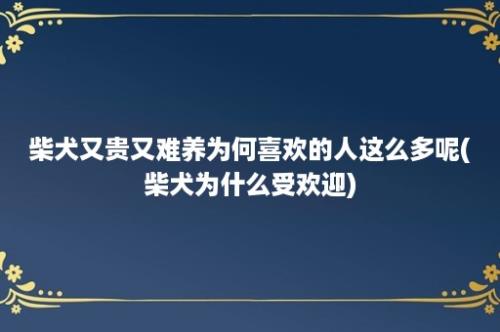 柴犬又贵又难养为何喜欢的人这么多呢(柴犬为什么受欢迎)