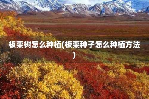 板栗树怎么种植(板栗种子怎么种植方法)