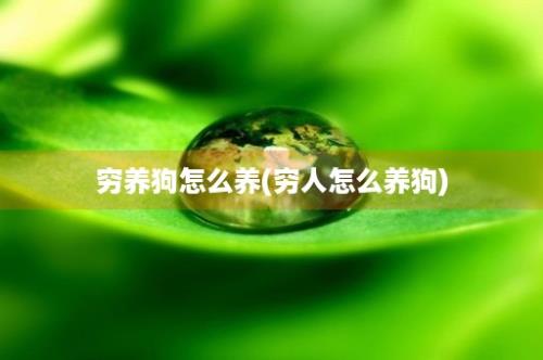 穷养狗怎么养(穷人怎么养狗)